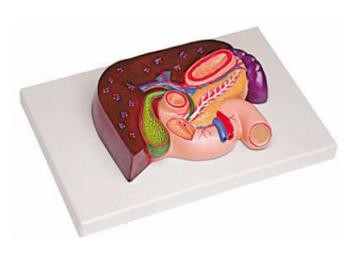 肝、胰、脾、十二指腸、胃模型